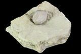 Blastoid (Pentremites) Fossil - Illinois #102236-1